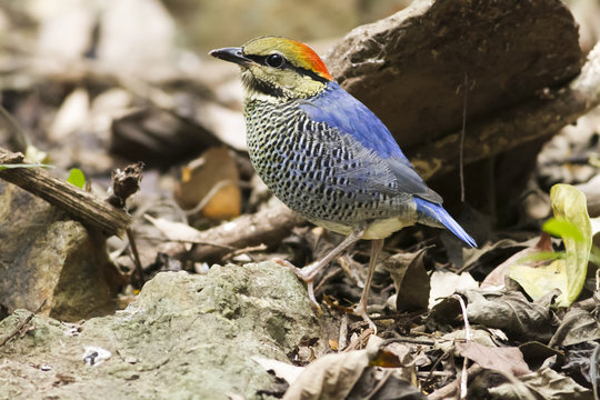 This picture shows am image of Blue pitta , feeding in forest