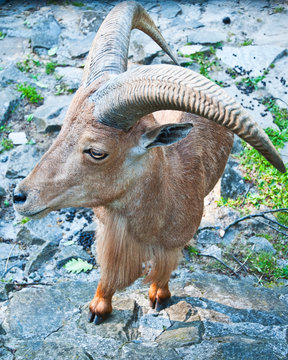 Bucardo Mountain Goat, One Extincting Species