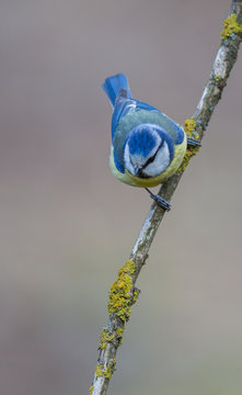 La m&eacute;sange bleue