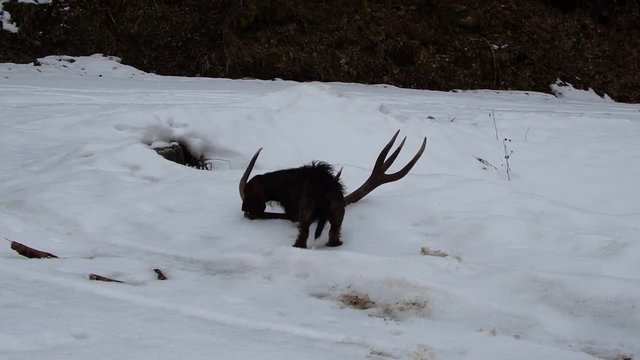 Dog and deer antler, Dachshund and deer antlers