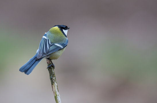 La m&eacute;sange charbonni&egrave;re