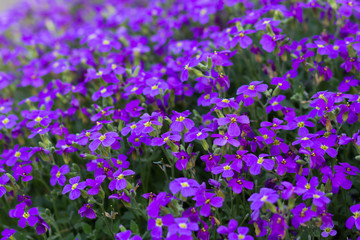 Obraz premium purple violet flowers