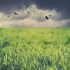 Field of grass on a stormy day with black crows flying