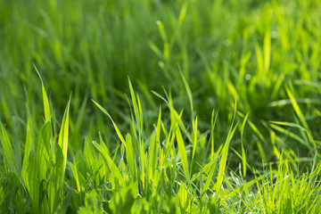 Fototapeta premium Lush green grass in spring