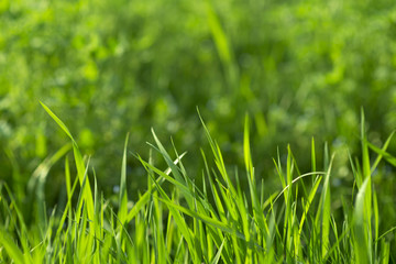 Lush green grass in spring