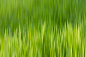 Lush green grass in spring