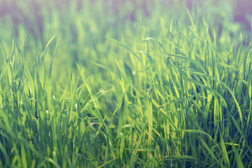 Lush green grass in spring