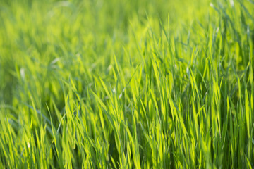 Lush green grass in spring