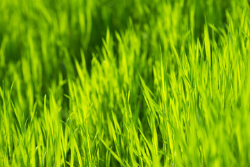 Fototapeta na wymiar Lush green grass in spring