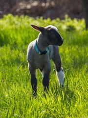 young lamb walking in the field