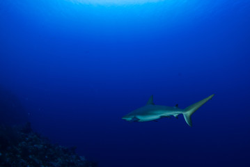 Obraz premium A caribbean reef shark patrols the reef. This predator lives in the tropical warm water and likes to eat other fish. The deep blue ocean is its perfect habitat