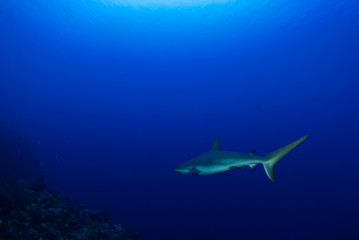 A caribbean reef shark patrols the reef. This predator lives in the tropical warm water and likes to eat other fish. The deep blue ocean is its perfect habitat
