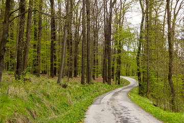 Road in spring forest, Czech Republic.