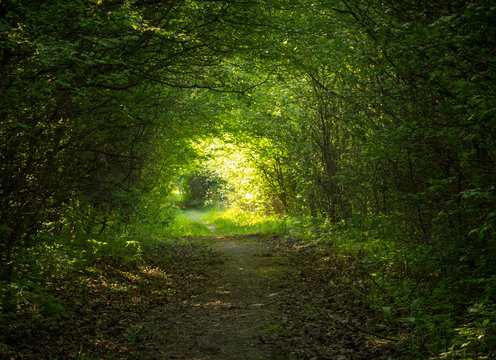 Fototapeta green forest tunnel
