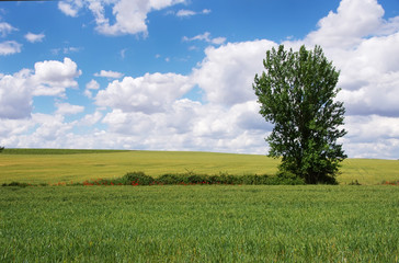 Fototapeta na wymiar agricultural field with single ash tree and vivid blue sky background