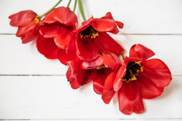 Red tulips on white wooden background