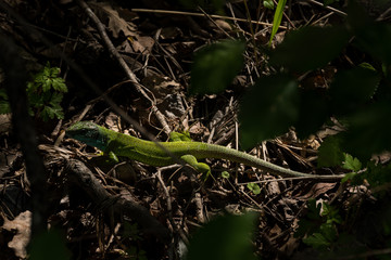 Green lizard in the woods