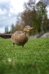 Frmale duck stying on the riverbank near the river