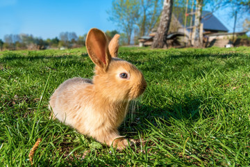 Brown young cute rabbit in the meadow (sunset)