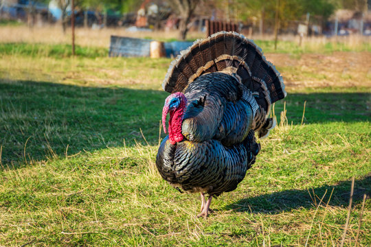 Domestic turkey walking in the yard (green grass)