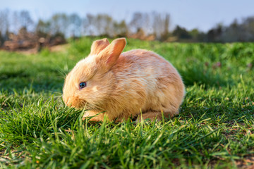 Brown young cute rabbit in the meadow (sunset)