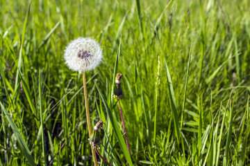 Spring flowers beautiful dandelions in green grass. Sunny Spring weather