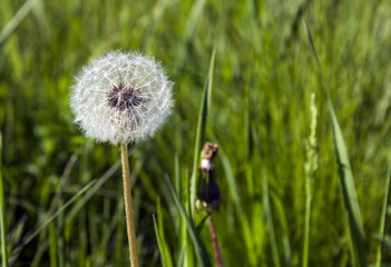 Fluffy ripe seed head of a dandelion on a blurred background of grass