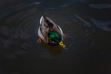 Fototapeta premium Mallard duck floating and eating in the river