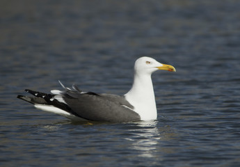 Fototapeta na wymiar Great Black-backed gull