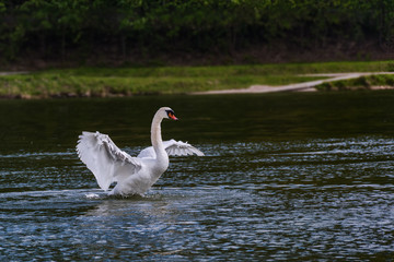 Flying / landing white swan on the Vah River 