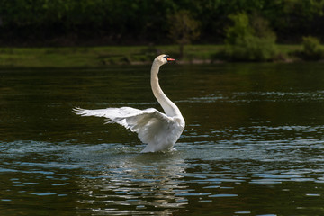 Flying / landing white swan on the Vah River 