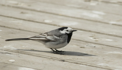 Wagtail