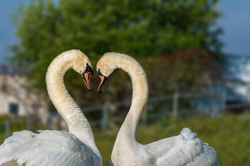 Couple of White swans – love and romance