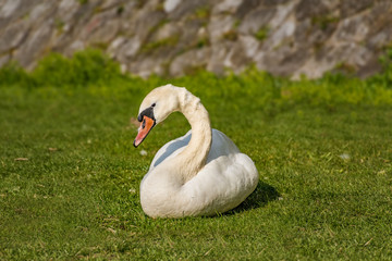 White swan eating and relaxing on the green grass of the riverbank