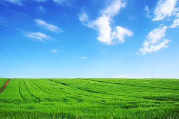 green wheat field on a background of the blue sky