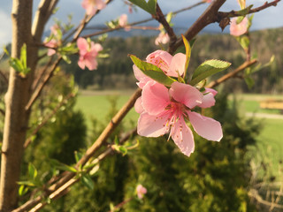 Nektarine - Blüte
