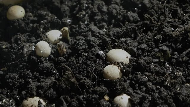 Rapid growth of champignons , 4K time-lapse
