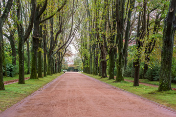 Alley avenue with tall trees green grass gravel walk path way road park perspective