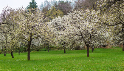 Obraz premium Cherry orchard park sakura trees in bloom spring landscape