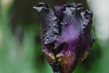 iris