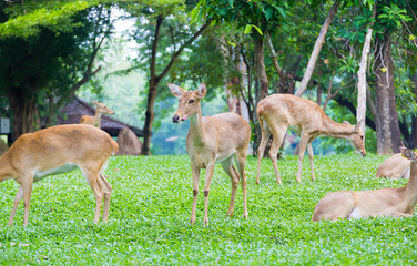 Young deer on zoo