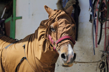 cheval portant protection anti-insectes