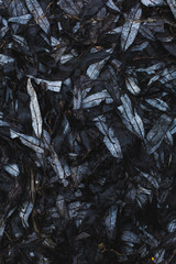 Black willow leaves