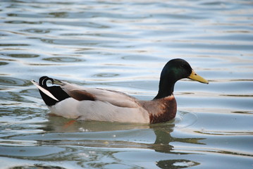 Canard