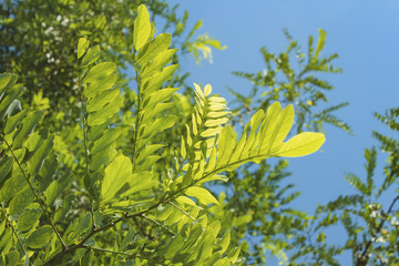 Acacia leaves in bright sunlight