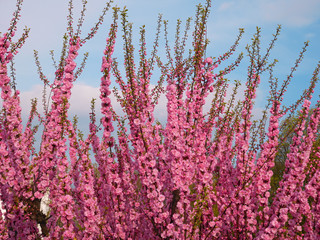 Blossom of pink sakura twigs