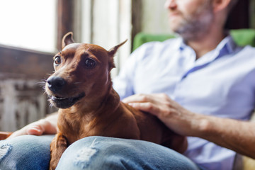 dog is resting on the lap of its owner. The man looks thoughtfully out the window.