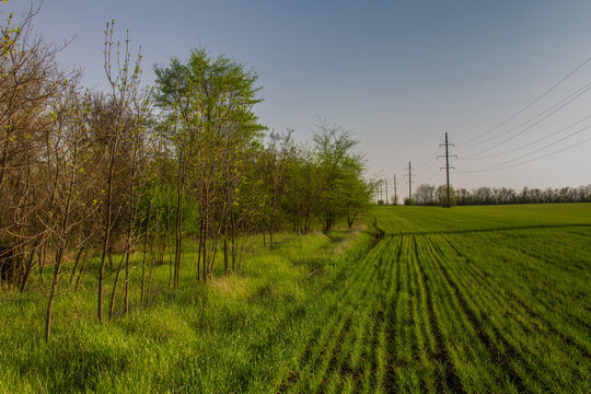 Spring in the steppe