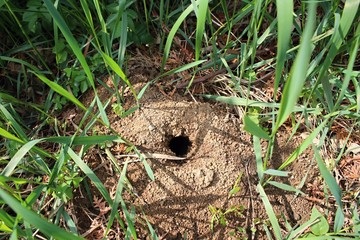 Mole hole in the ground.