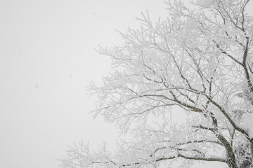 Tree covered with snow  on winter storm day in  forest mountains .